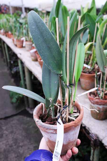 Cattleya maxima.jpg