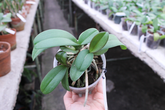Doritaenopsis Lius Sakura.jpg