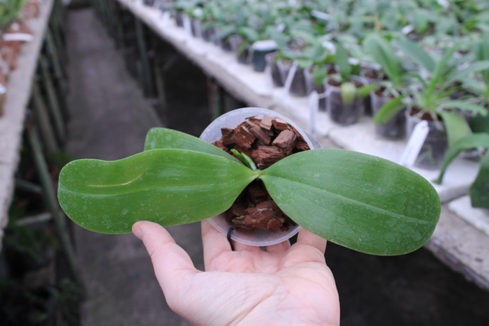 Phalaenopsis Ld's Bear King x violacea indigo.jpg