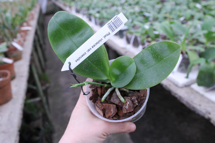 Phalaenopsis violacea var coerulea.jpg