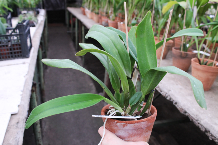 Brassolaeliocattleya Memoria Tiang 'Pipob'.jpg