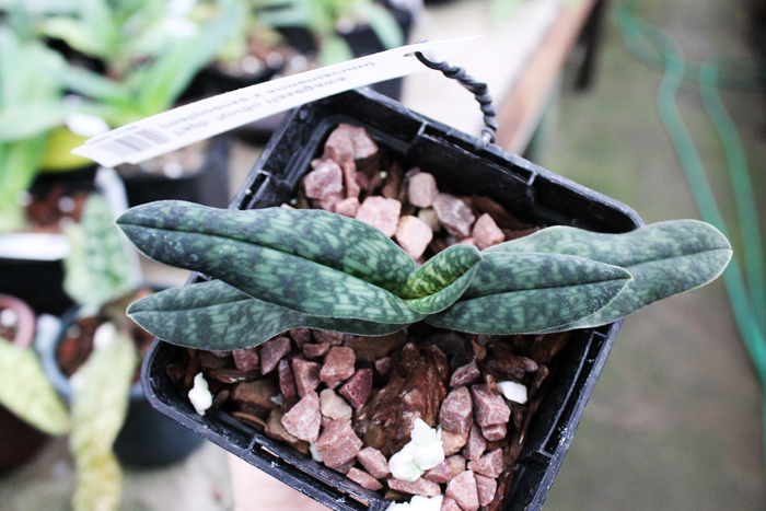 Paphiopedilum Norito Hasegawa (malipoense x armeniacum).jpg