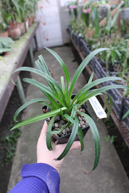 Phragmipedium Memoria Garren Weaver (pearcei x wallisii).jpg