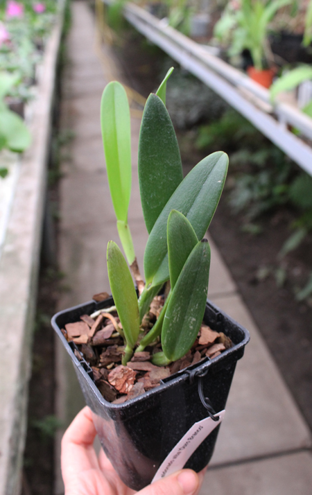 Cattleya eldorado alba 'Ouro Branco'.jpg