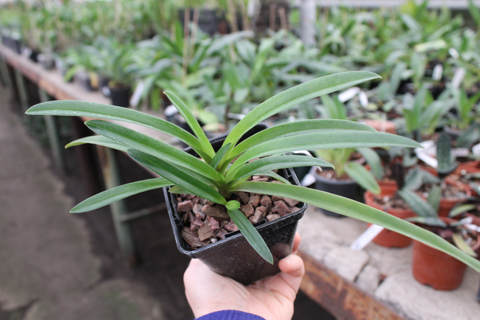 Paphiopedilum hirsutissimum.jpg