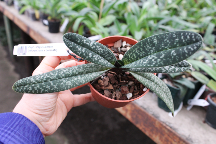 Paphiopedilum Magic Lantern (micranthum x delenatii).jpg