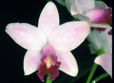 Sophrolaelliocattleya Kerry Caldwell.jpg