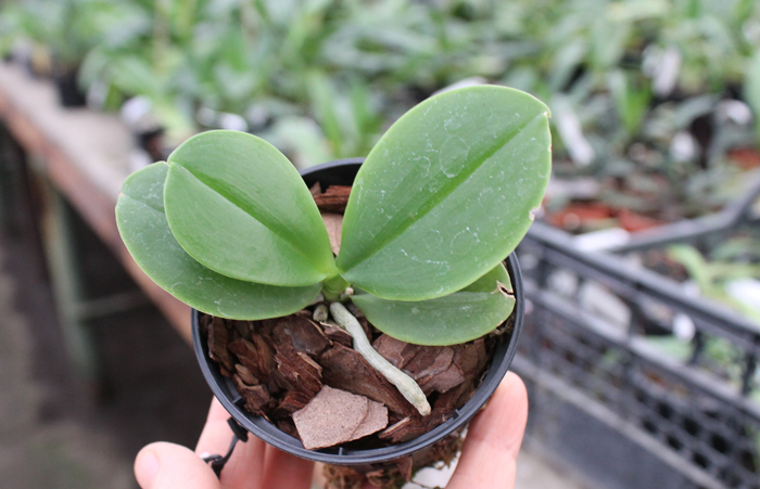 Phalaenopsis Yin's Green Jewel 'Yaphon' x Jennifer Palermo 'C1'.jpg
