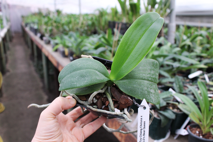Phalaenopsis Tzu Chiang Chrisna x Phalaenopsis LD's Bear Queen.jpg