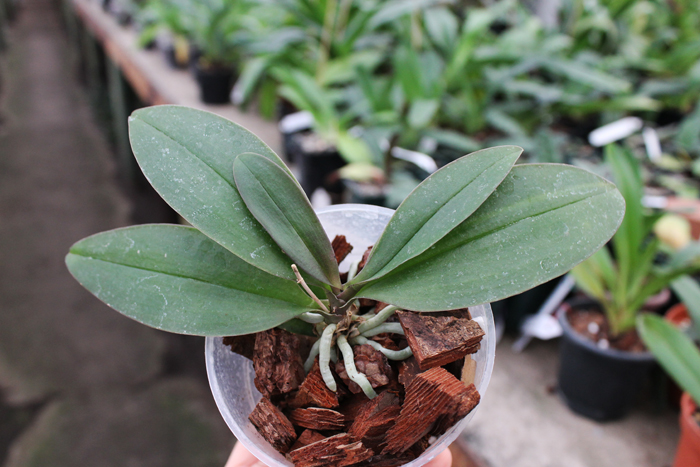 Phalaenopsis San Shia Appendo.jpg