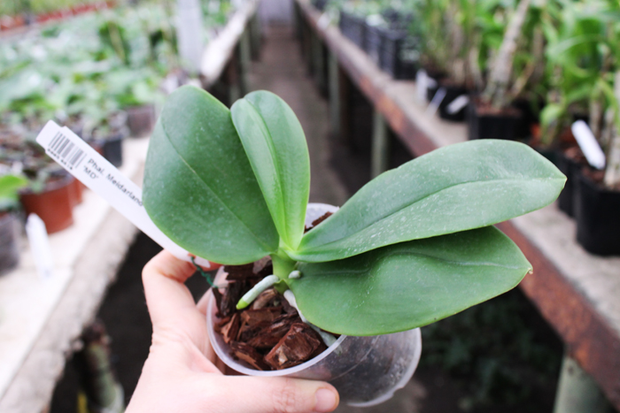 Phalaenopsis Meidarland Violet Beauty 'MD'.jpg