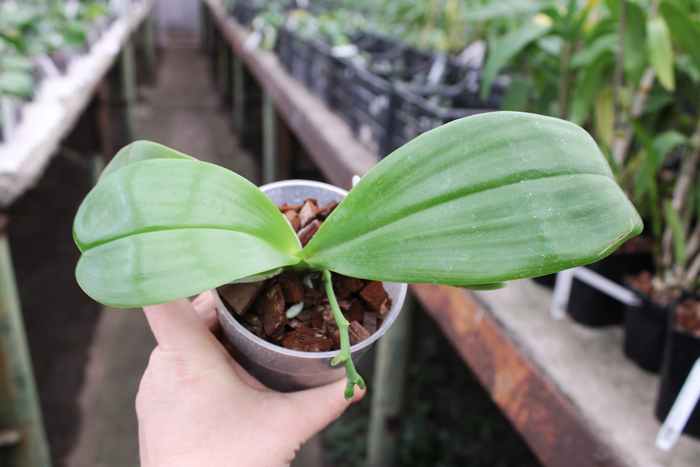 Phalaenopsis Ld's Bear Queen x Chang Mow Evergreen.jpg