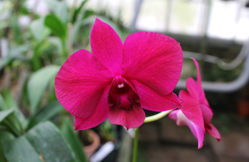 Dendrobium Red - Black.jpg