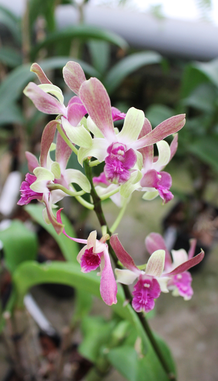 Dendrobium Jairak Min 'Mangosteen'.jpg