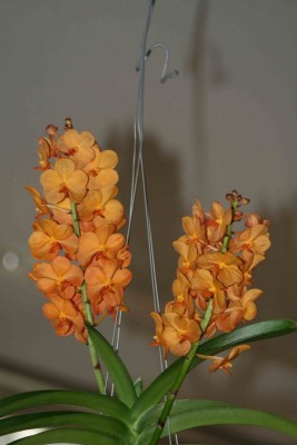 IMG_0079&#180;.jpg