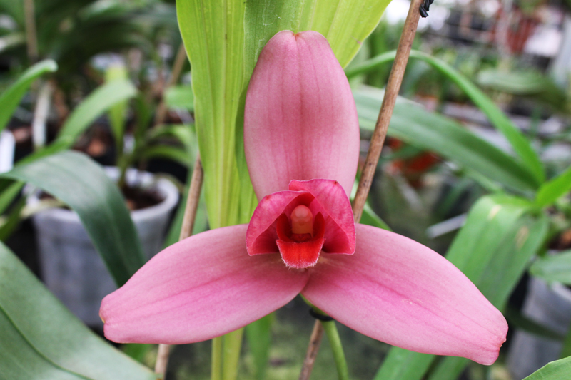Lycaste Fire Bird.jpg