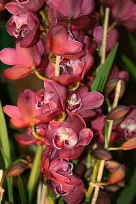 IMG_0066&#180;.jpg