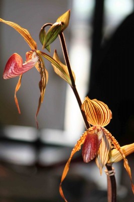 IMG_0092&#180;.jpg