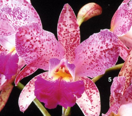 Sophrolaelliocattleya Leopard Jewel.jpg