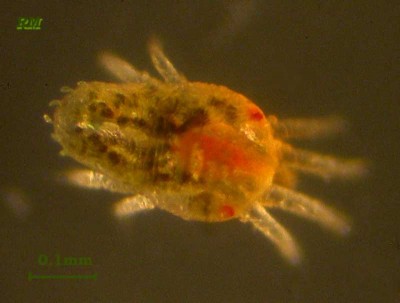 Brevipalpus-obovatus-10.jpg