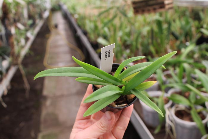 Vanda limbata.jpg