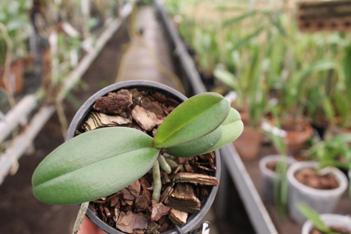 Doritaenopsis Lius Sakura.jpg