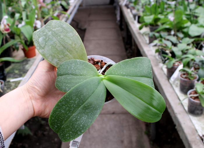 Phalaenopsis gigantea x violacea blue.JPG