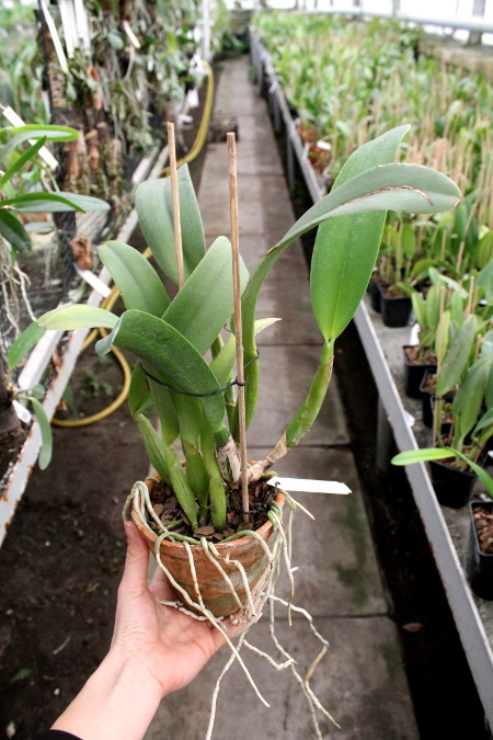 Cattleya Old Sierra (Old Whitey x Sierra Blanca).JPG