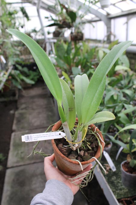 Cattleya trianae coerulea (36-8) x Cattleya lueddemanniana coerulea 'Pedra Azul'.jpg