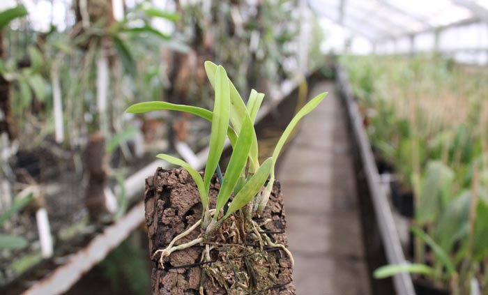Laelia majale.jpg