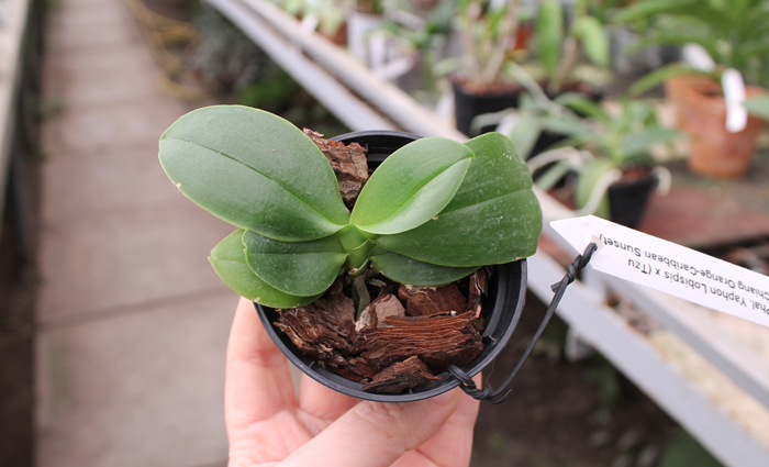 Phalaenopsis Yaphon Lobispis x (Tzu Chiang Orange-Caribbean Sunset).jpg