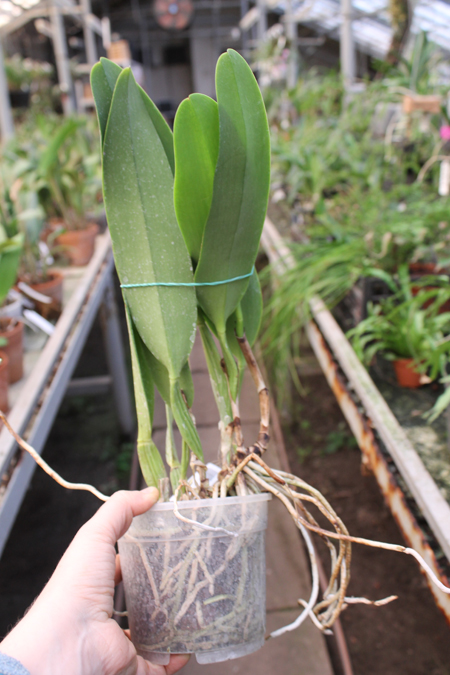 Brassolaeliocattleya Alma Kee 'Tipmalee'.jpg