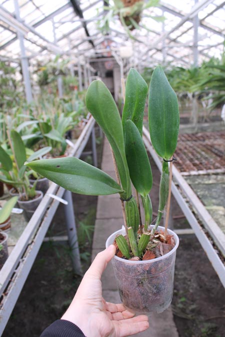 Potinara Chief Sweet Orange 'Sweet Orange'.jpg
