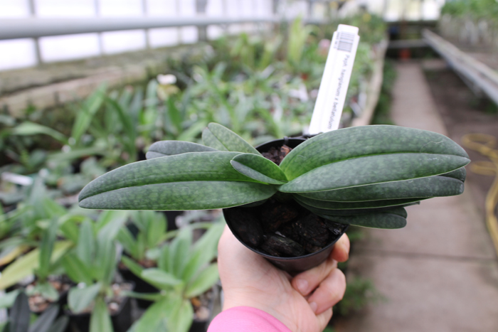 Paphiopedilum hangianum x bellatulum.jpg