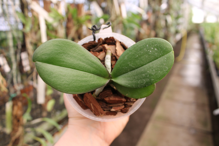 Phalaenopsis Yaphon Gelacea x gigantea 'Yaphon'.jpg