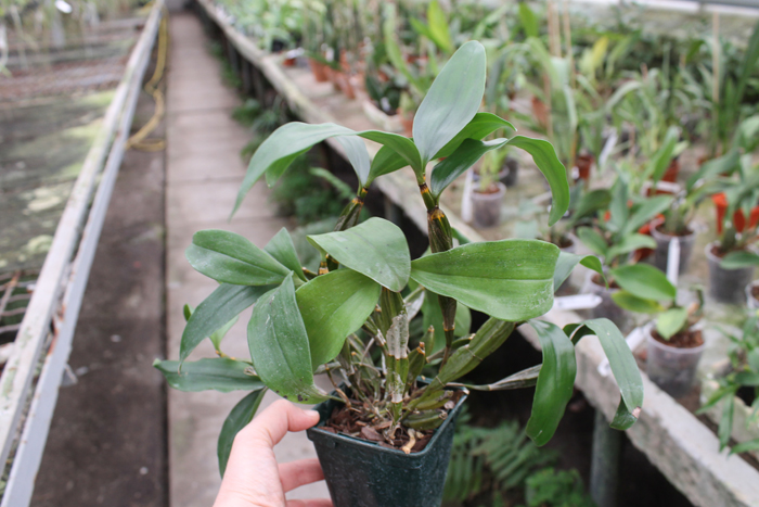 Dendrobium farmeri.jpg