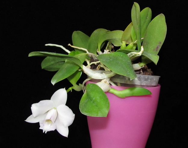 Laelia alaori