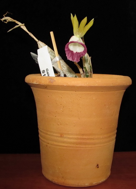 Galeandra minax