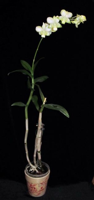 Den. Liberty White