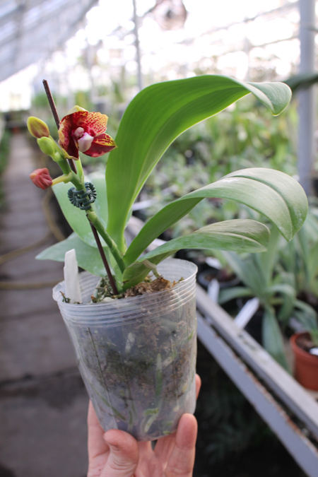 Phalaenopsis Hawaii Dragon Girl x Lioulin Goldfinch.jpg