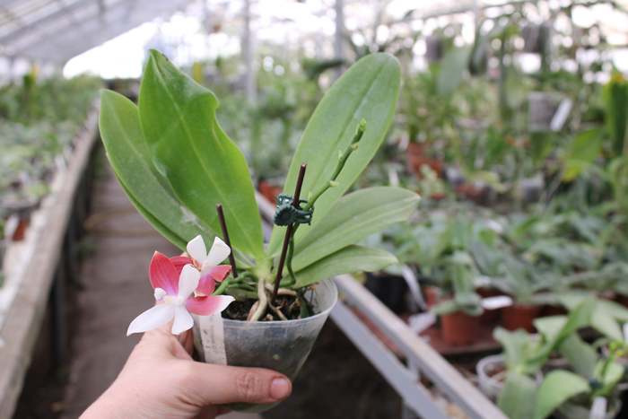 Tetraspis C1.jpg