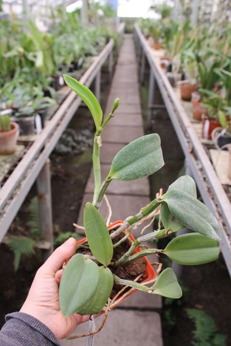Cattleya Walkerinter coerulea.jpg