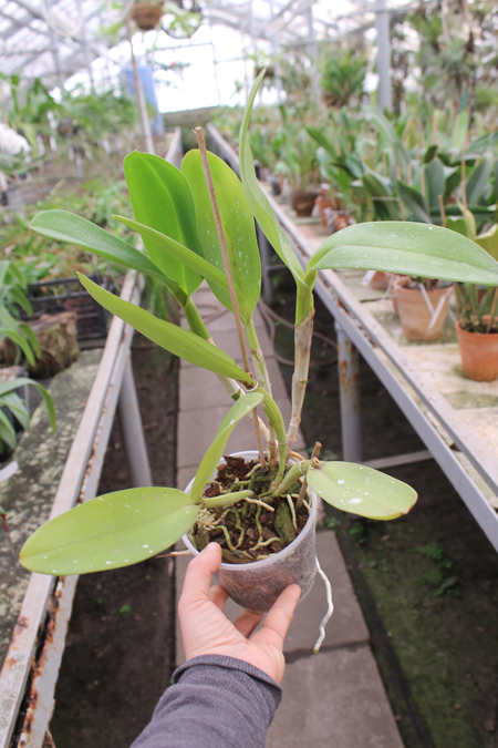 Cattleya Penny Kuroda x Laeliocattleya Amber Penny.jpg