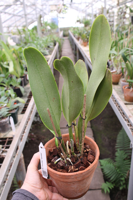 Brassolaeliocattleya Alma Kee 'Tipmalee'.jpg