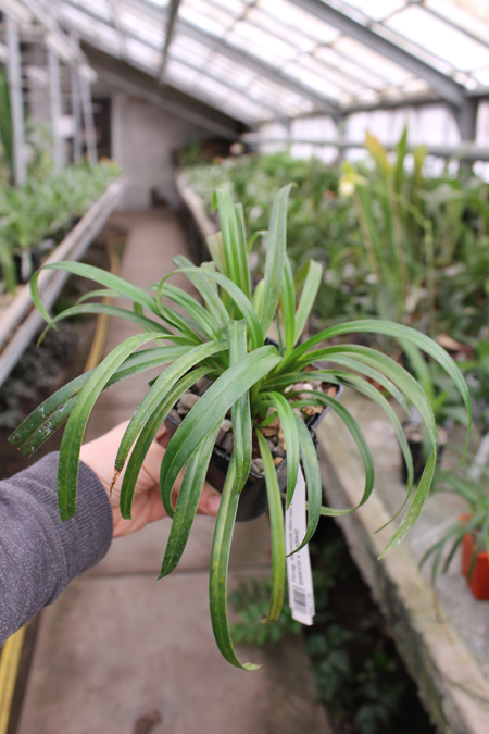 Phragmipedium Memoria Garren Weaver.jpg