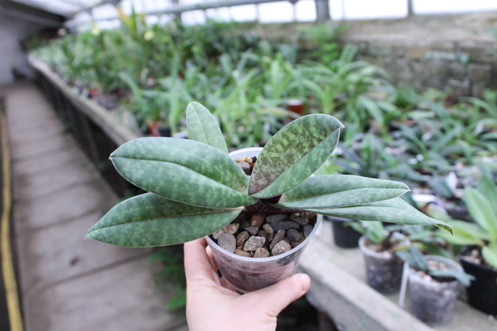 Paphiopedilum venustum.jpg