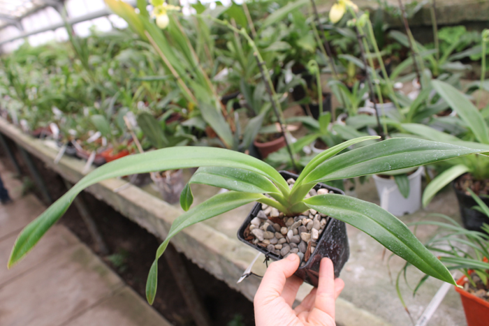 Phragmipedium Franz Glanz (richteri x besseae).jpg