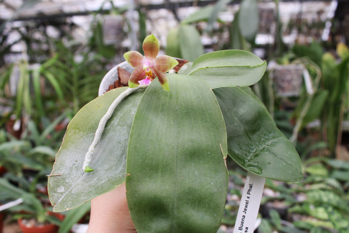 Phalaenopsis Buena Jewel x Phalaenopsis Penang Girl.jpg