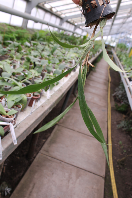 Coelogyne cristata var hololeuca.jpg