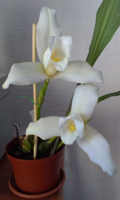 Lycaste skinneri.jpg